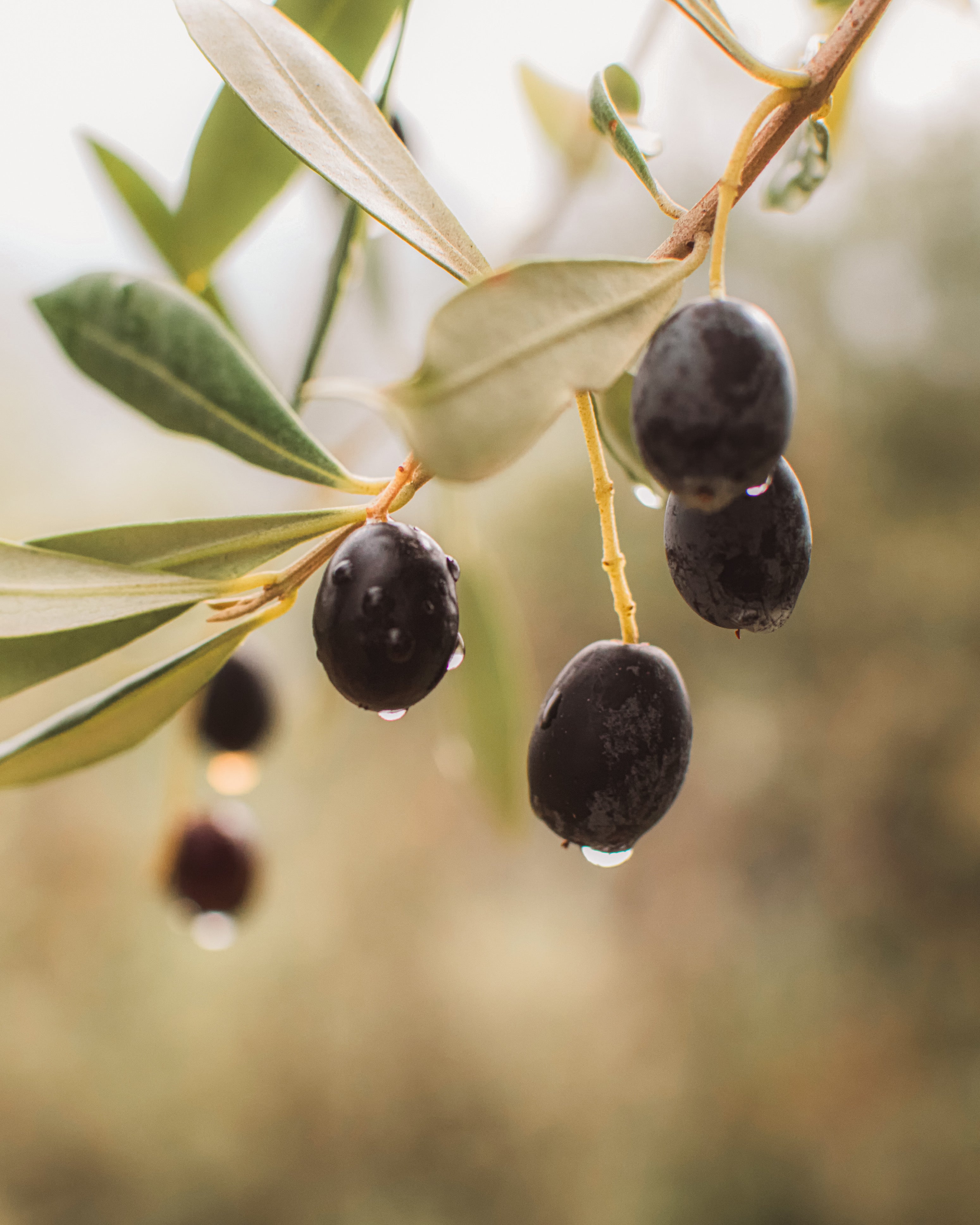(HIRED) Framed - Olives