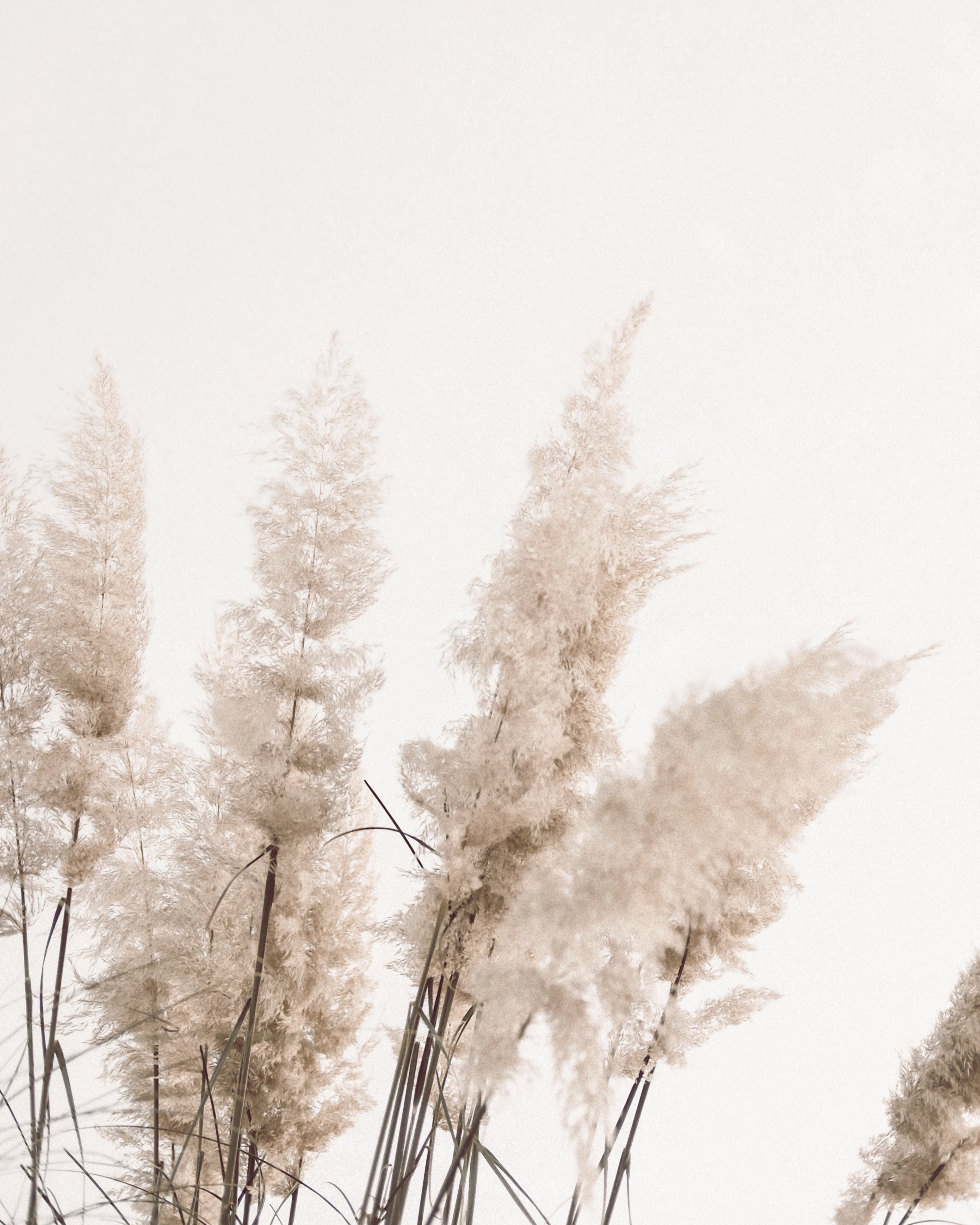 (HIRED) Framed - Pampas Grass