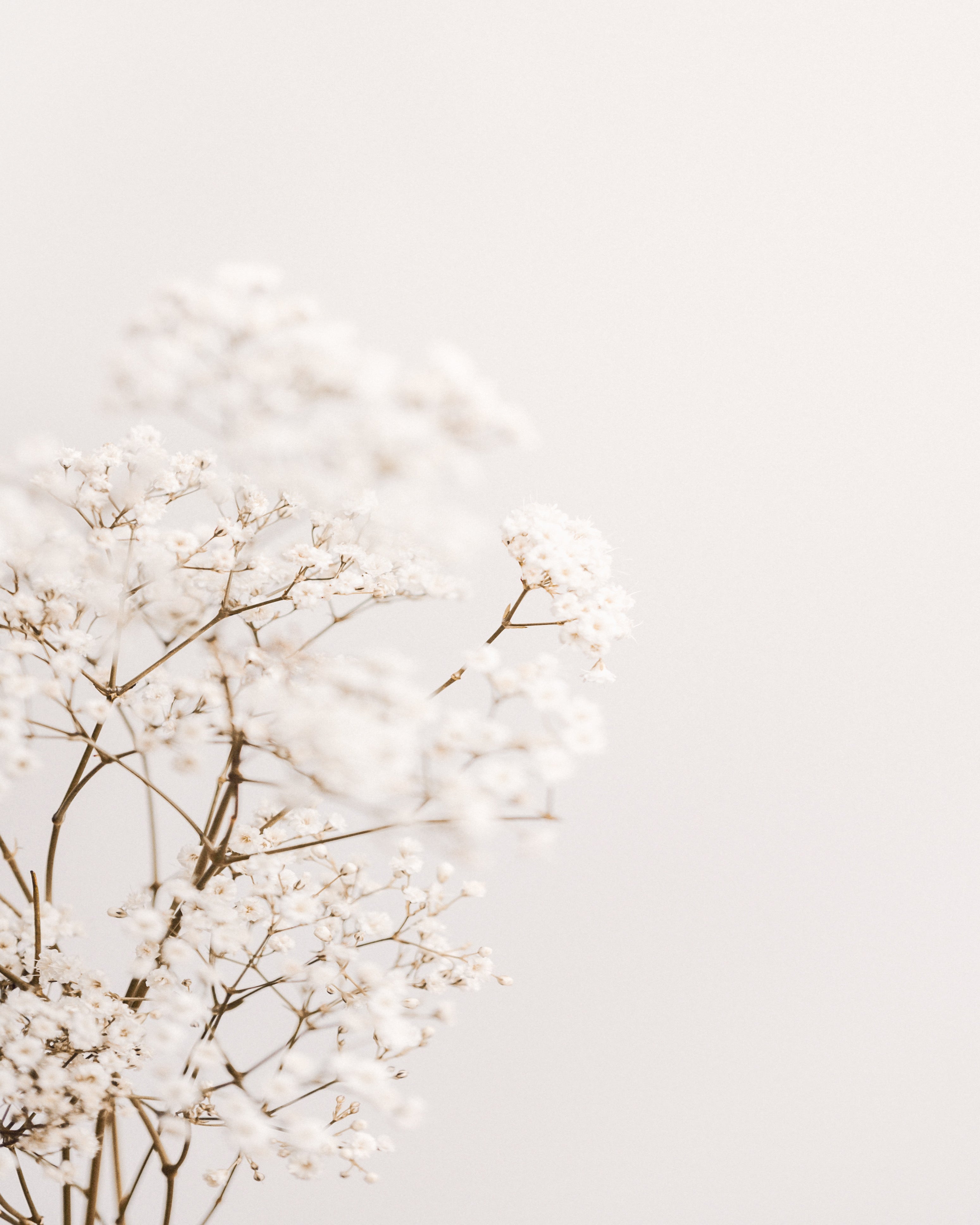 (HIRED) Framed - Soft Blooms