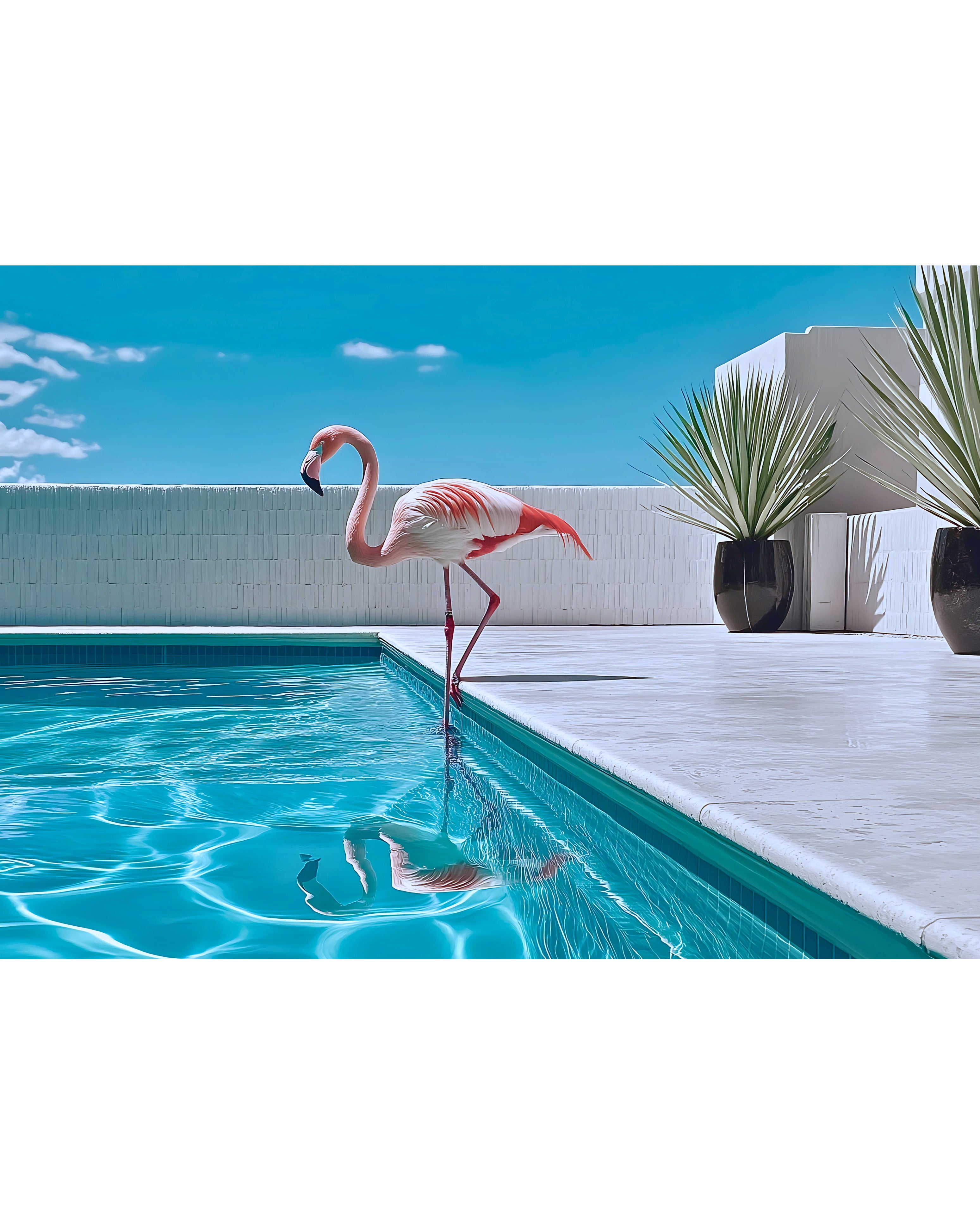 (HIRED) Flamingo by the Pool