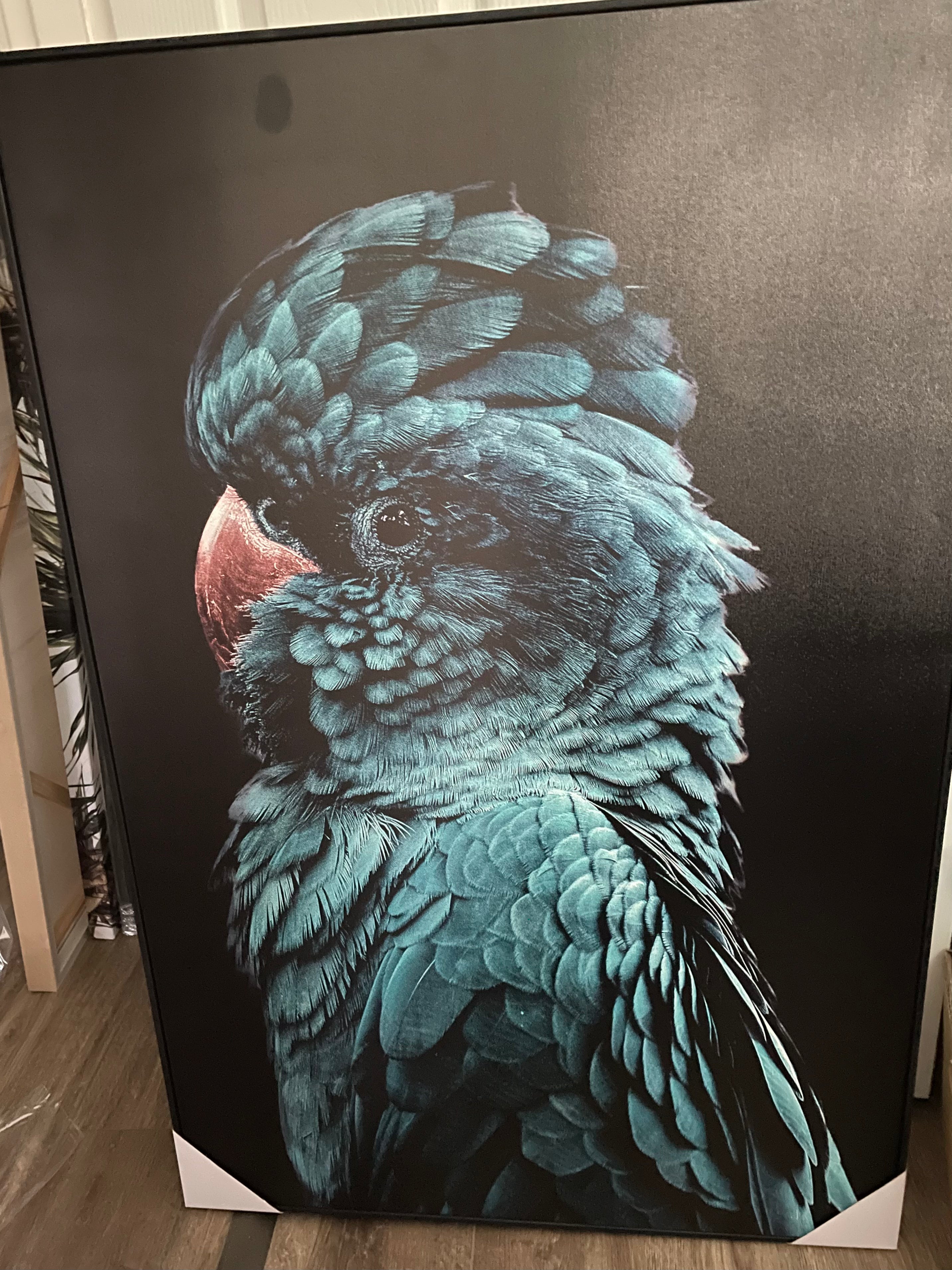 (HIRED) Framed Blue Teal Cockatoo Canvas