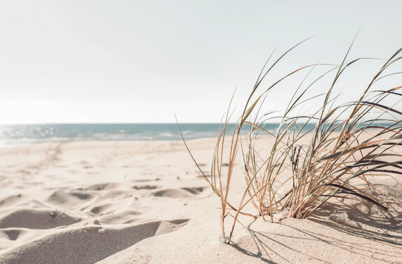 (HIRED) Framed - Beach Grass