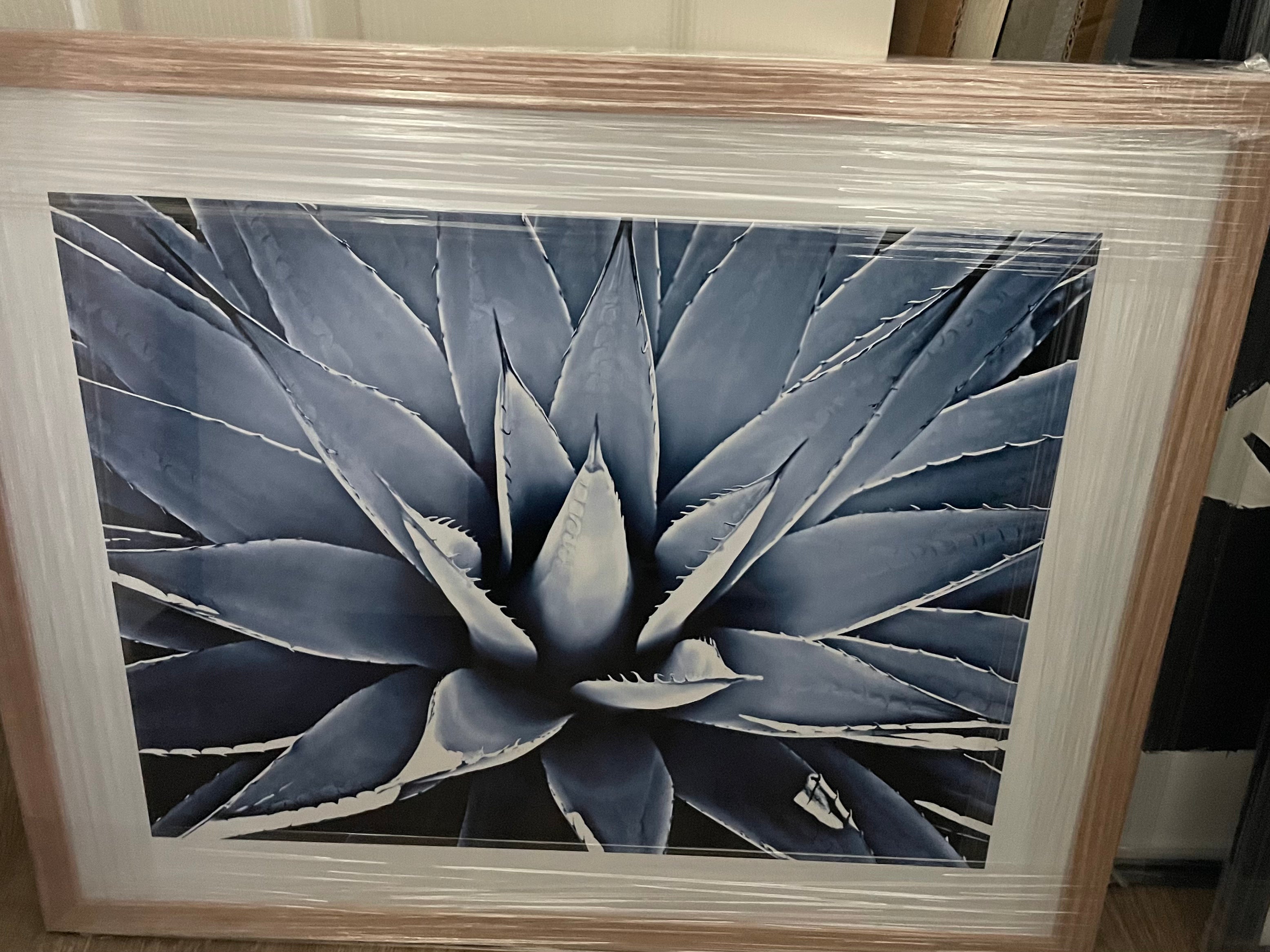 Framed - Succulent Indigo - Print A