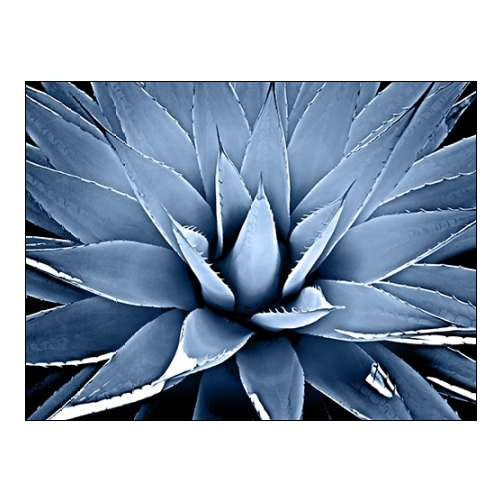 Framed - Succulent Indigo - Print A