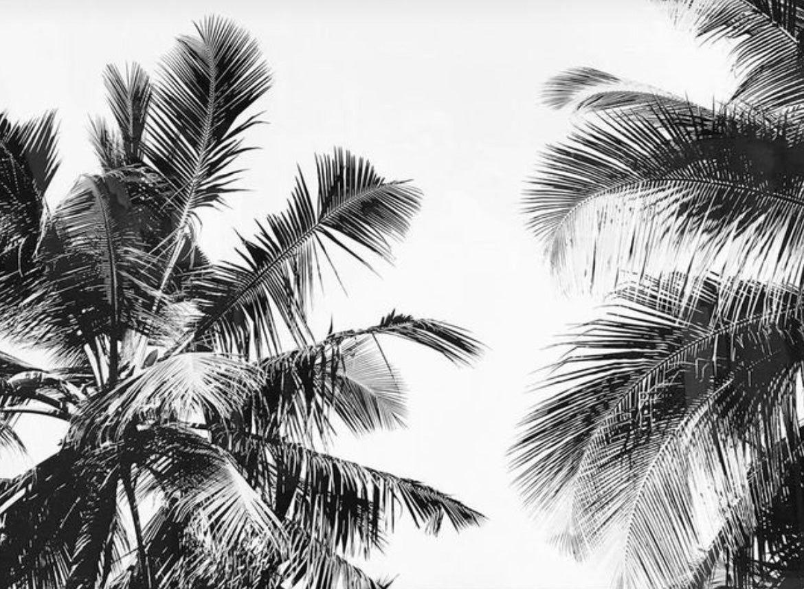 (HIRED) Framed - Moody Palms - Black & White