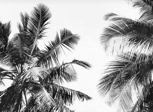 Framed - Moody Palms - Black & White