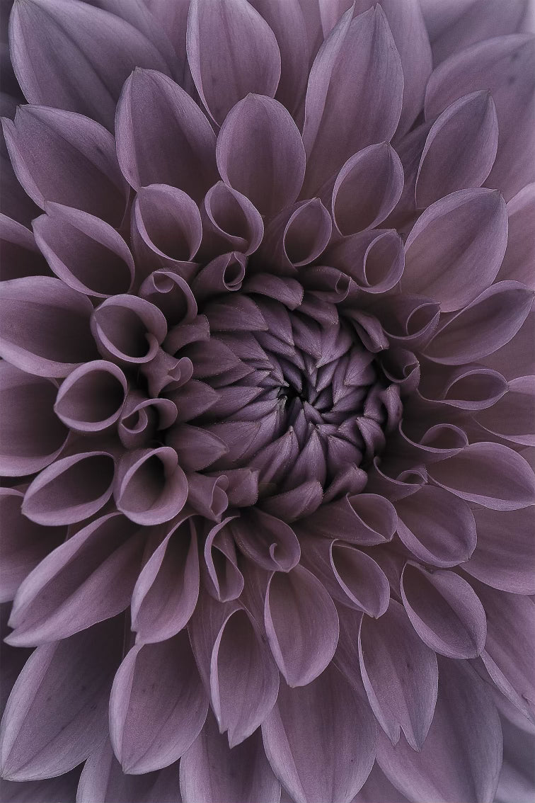 Dahlia in Bloom