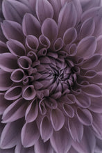 Load image into Gallery viewer, Dahlia in Bloom
