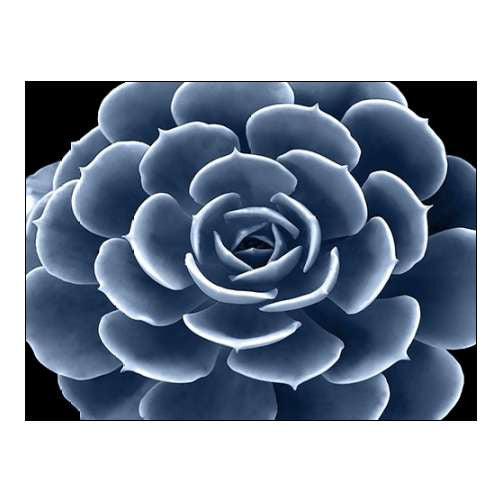 Framed - Succulent Indigo - Print B